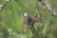 Urbanus proteus proteus