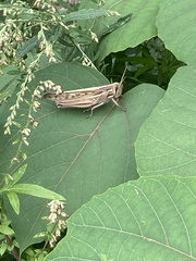Patanga japonica