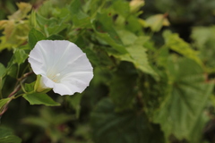 Calystegia sepium sepium