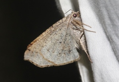 Prochoerodes forficaria