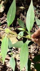 Hedyotis