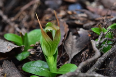 Pterostylis venosa