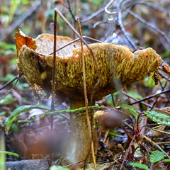 Suillus lakei