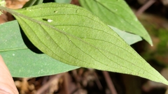 Hedyotis