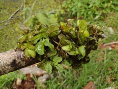 Salvinia molesta