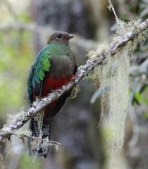 Pharomachrus fulgidus