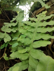 Phlebodium pseudoaureum