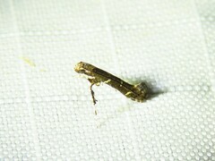 Caloptilia triadicae