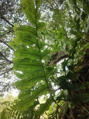 Phlebodium pseudoaureum