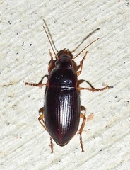 Anisodactylini