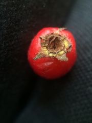 Crataegus chrysocarpa chrysocarpa