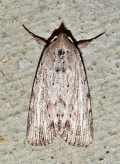 Catabena lineolata