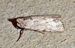Catabena lineolata