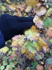Crataegus chrysocarpa chrysocarpa