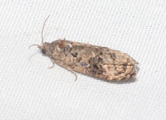 Endothenia hebesana