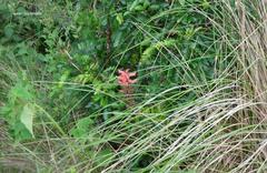 Sacoila lanceolata