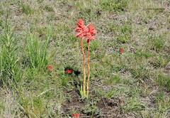 Sacoila lanceolata