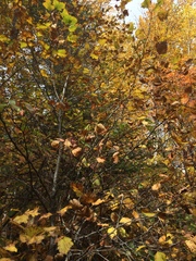 Crataegus chrysocarpa chrysocarpa
