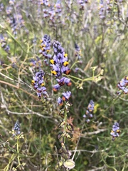 Monnina linearifolia