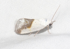 Ponometia binocula