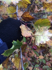 Crataegus chrysocarpa chrysocarpa