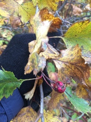 Crataegus chrysocarpa chrysocarpa