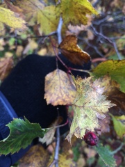 Crataegus chrysocarpa chrysocarpa