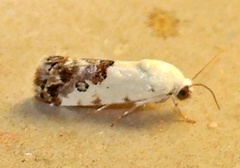 Ponometia phecolisca