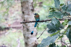 Eumomota superciliosa