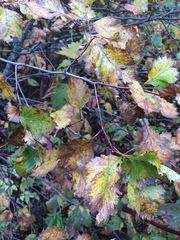 Crataegus chrysocarpa chrysocarpa
