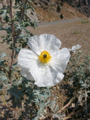 Argemone munita