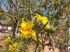 Cascabela thevetioides