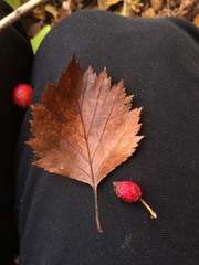 Crataegus chrysocarpa chrysocarpa