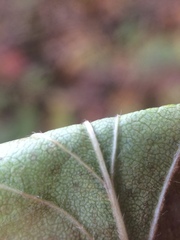 Crataegus chrysocarpa chrysocarpa