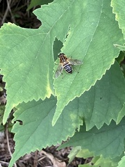 Helophilus eristaloidea