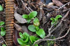 Pterostylis venosa