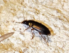 Harpalinae