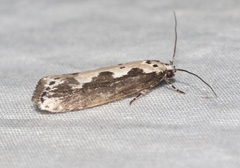 Ethmia semilugens