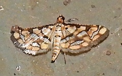 Hileithia magualis