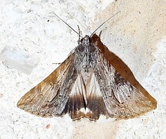 Melipotis jucunda