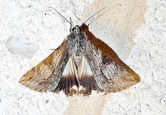 Melipotis jucunda
