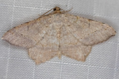 Psamatodes abydata