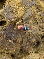 Aphodius