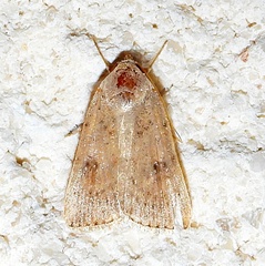 Micrathetis triplex