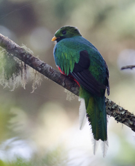 Pharomachrus fulgidus