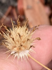 Trifolium willdenovii