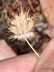 Trifolium willdenovii