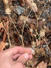 Trifolium willdenovii