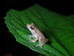 Pseudophilautus wynaadensis