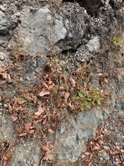 Trifolium willdenovii